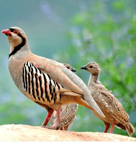 鹧鸪朗如村的稀罕物富了村民