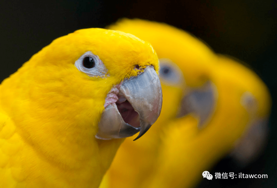 大金黄鸟饲养技术图片