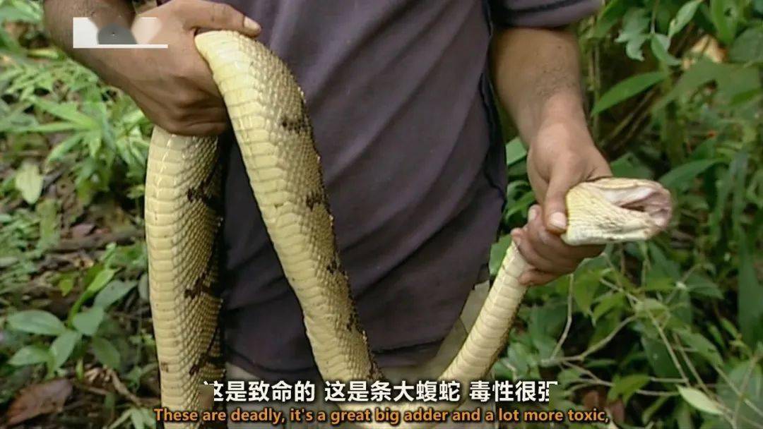 图说纪录片生命博物馆4