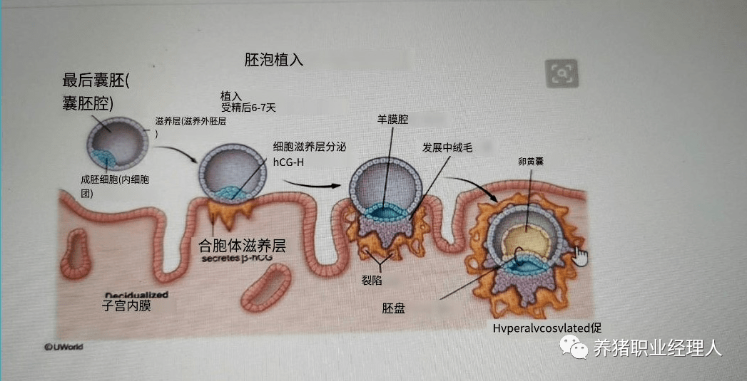 生产上如何提高受精卵的着床率?