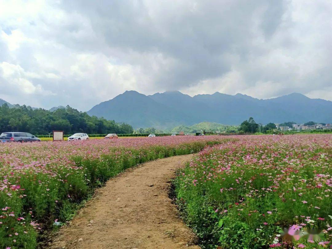 文圩羽生谷格桑花海,每一眼都是屏保!_蒙山