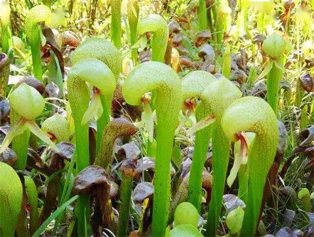 世界上形状最吓人的草,长得像眼镜蛇,分泌出蜜汁来捕食虫子_手机搜狐