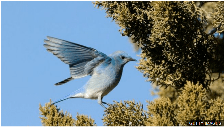 mass deaths of migratory birds reported in new mexico