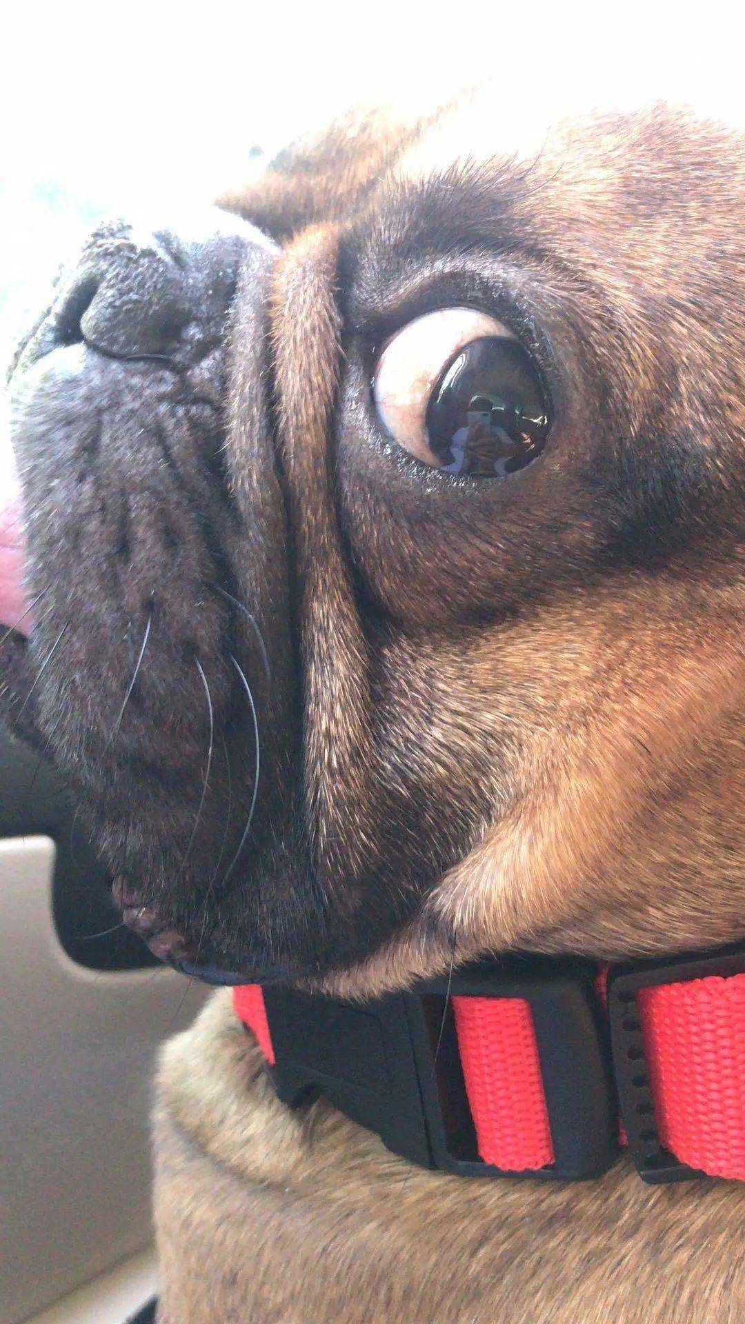 投稿丨狗狗的眼神杀投稿居然有个鬼才