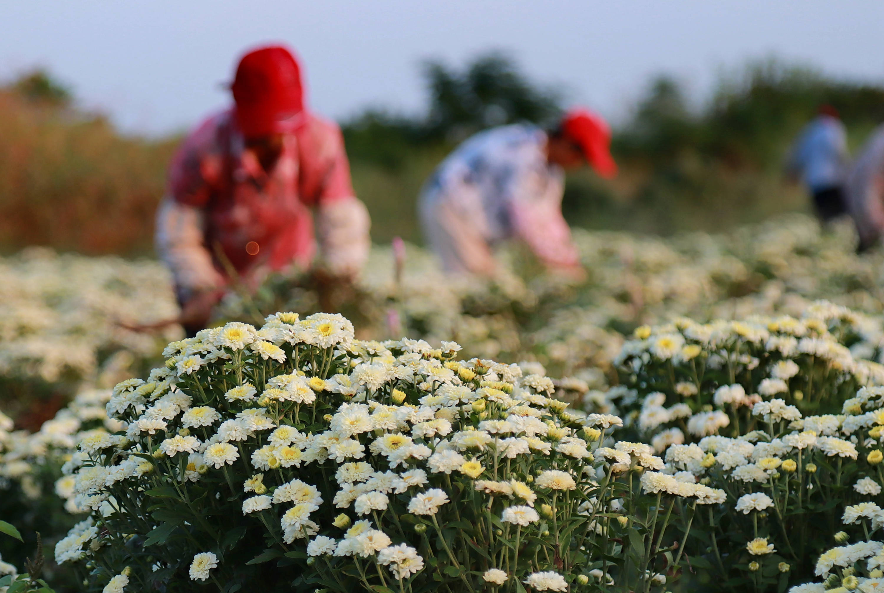 安徽肥東:扶貧菊 喜收穫_種植