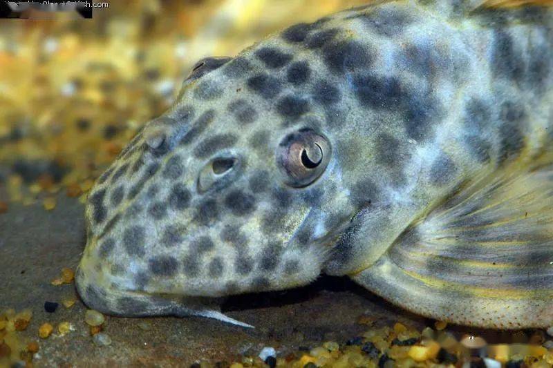 每天认识一种南美鱼101蛇纹美洲豹