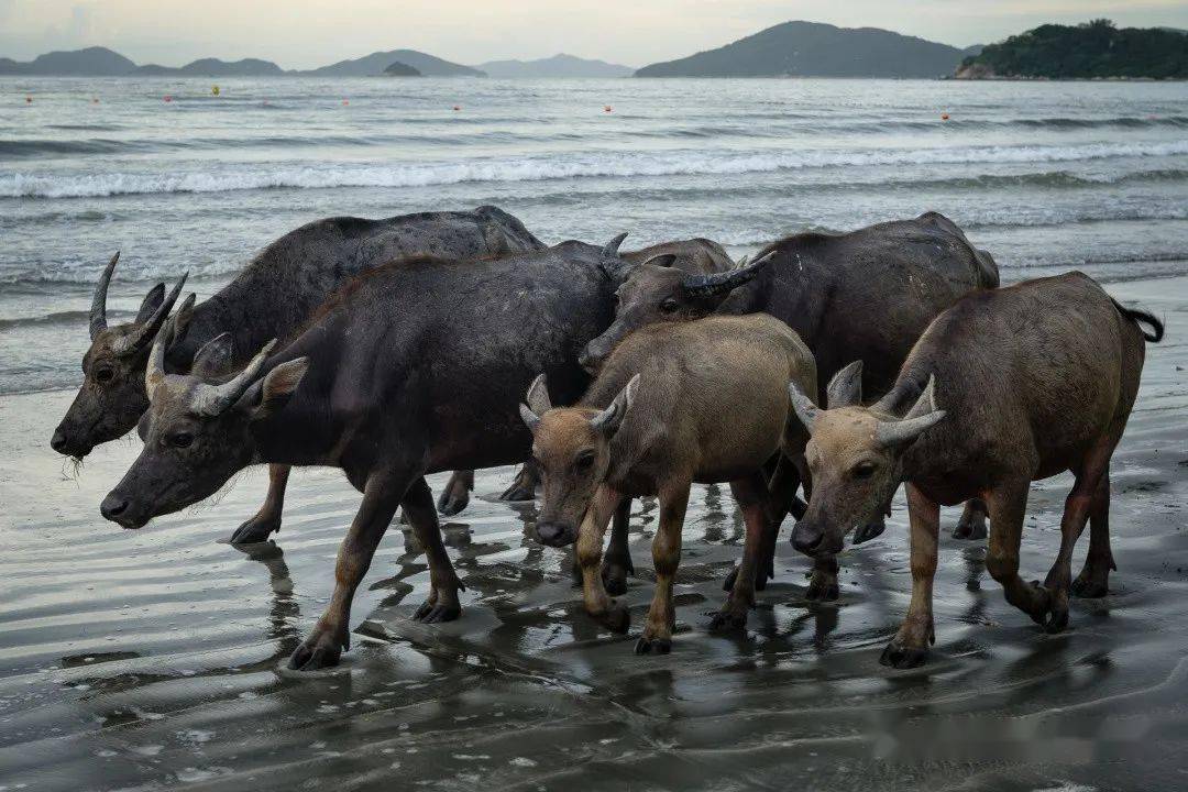 生态故事丨海滩生活乐与忧香港野生水牛