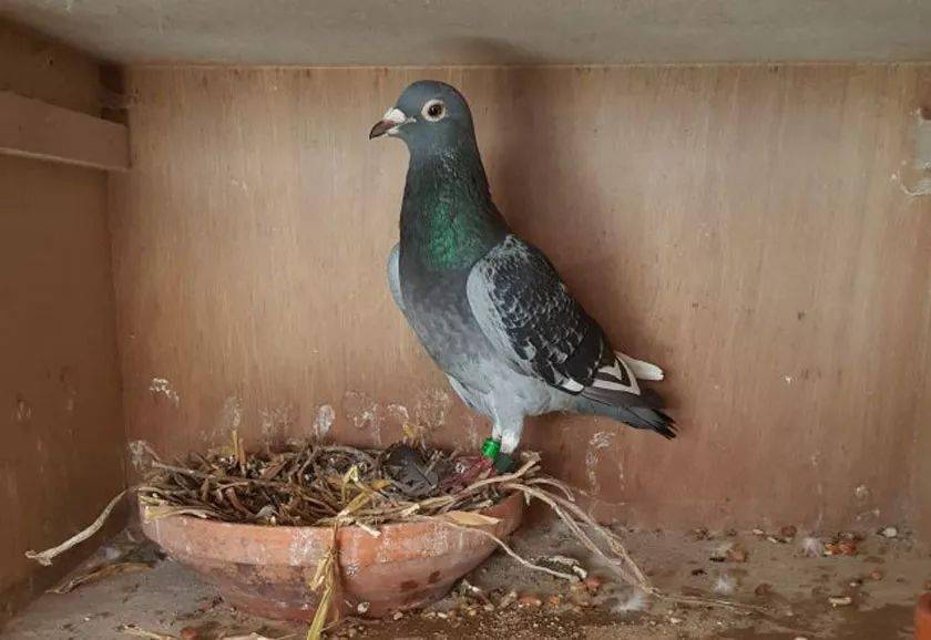 老龄奇鸽九岁白条摘冠