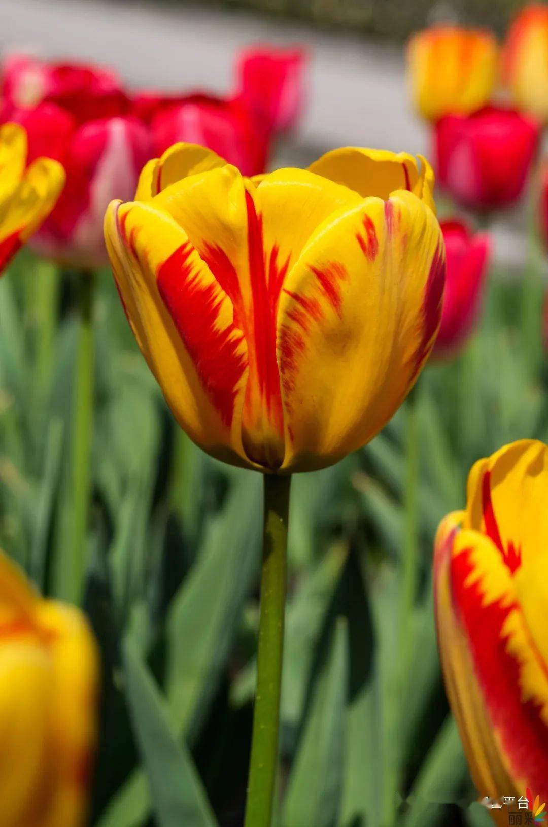 预售多进口自然球郁金香