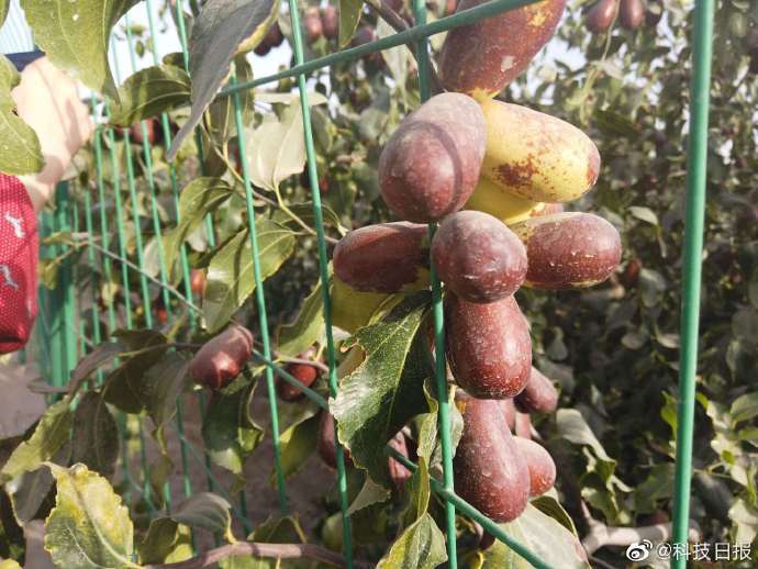 灰头土脸的金枣子