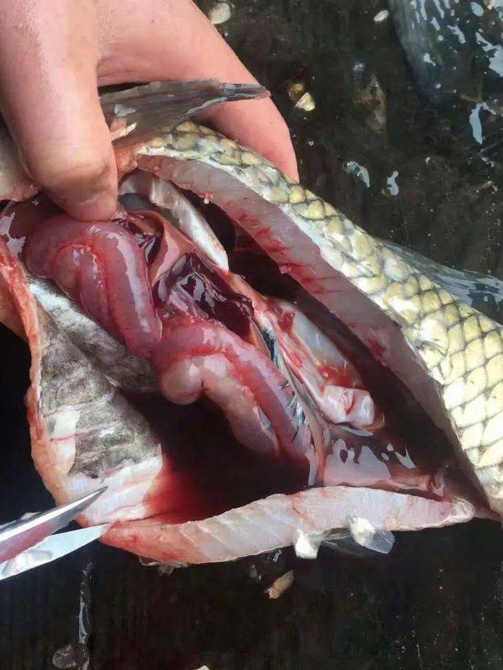 今日推荐九月淡水鱼类细菌性败血症又到高发季如何保证