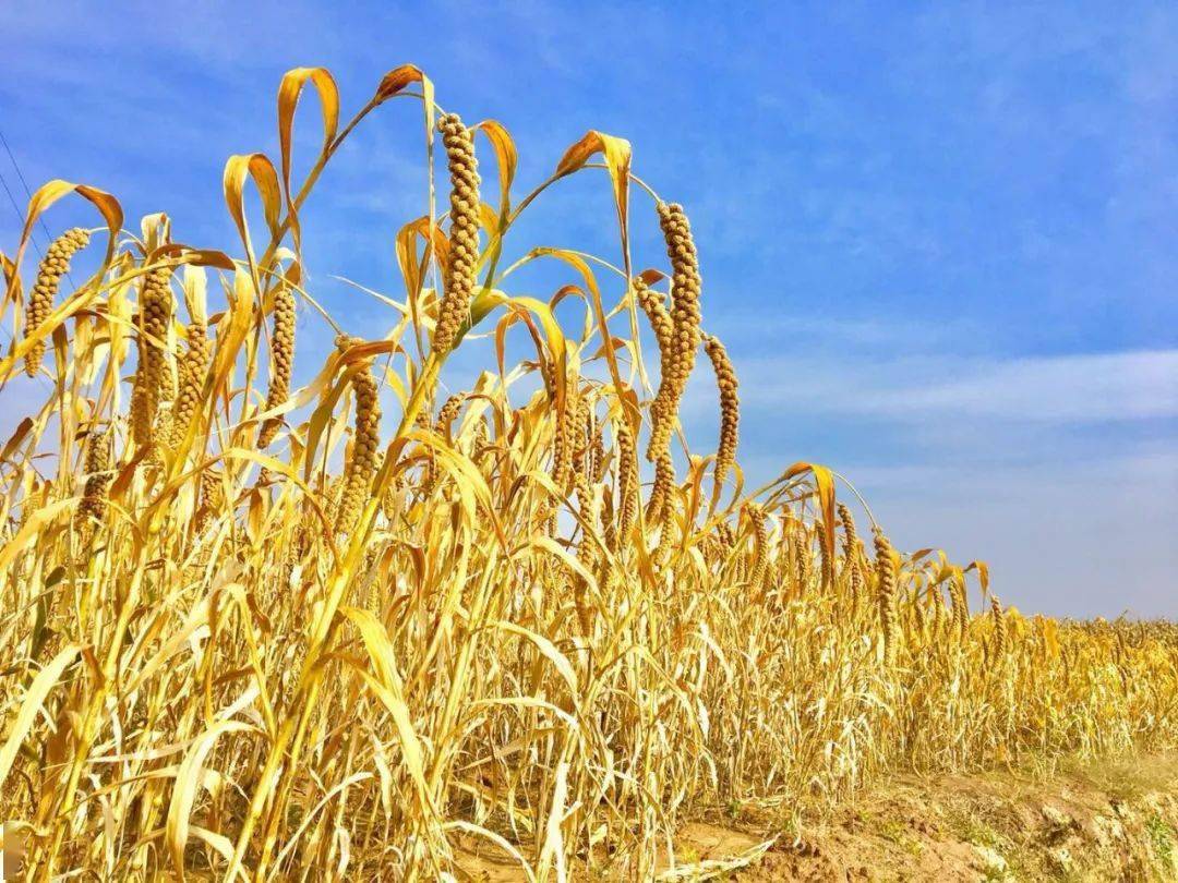 灯苗班创业正规军 —— 山西地肥水美农业科技有限公司_手机搜狐网