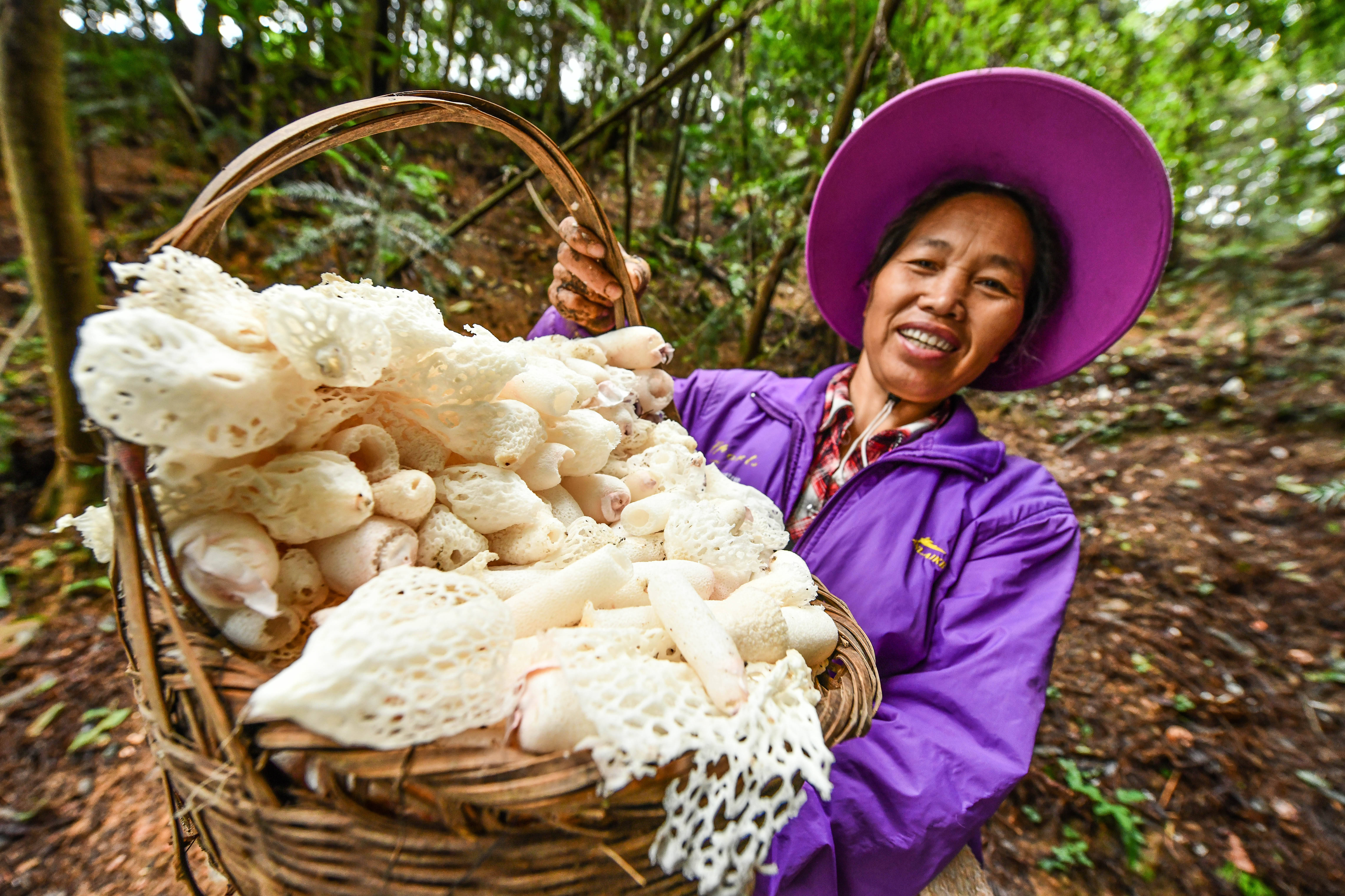 在贵州省榕江县寨蒿镇高赧村原始森林竹荪基地,村民在展示刚采摘的