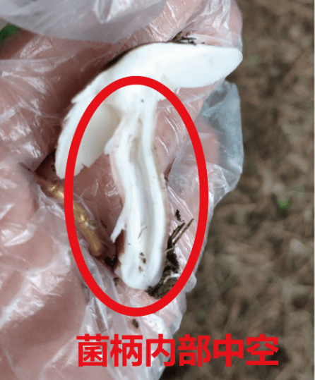 科普▏其貌不扬的杀手肉褐鳞环柄菇