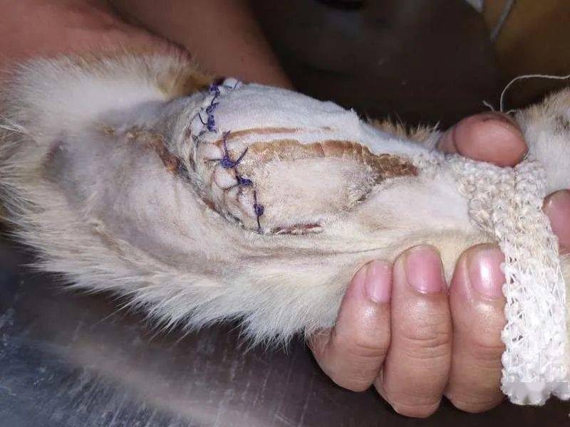 喜讯 ▎因车祸被截肢的3脚猫小玖玖出院啦