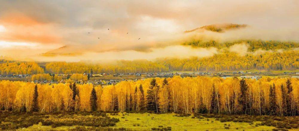 带有银色光华的树木——白桦