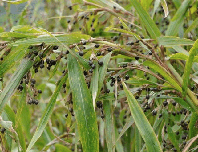 农村一种野草俗称来尿珠小时候拿来串珠子你玩过吗