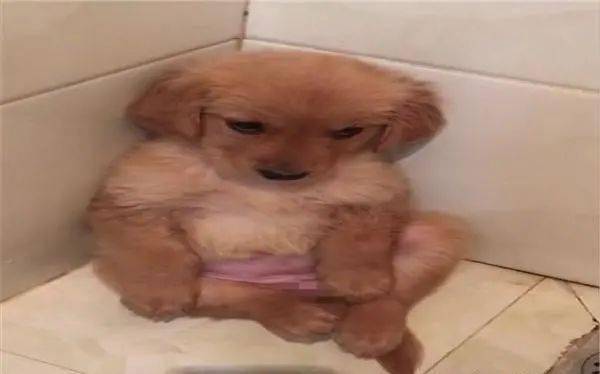 小金毛只要被网友惩罚立马摆出一副可怜无辜的样子眼神好可爱