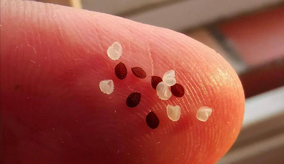 满树白污,黑星显症,砂皮毁容……柑橘近期异常解析