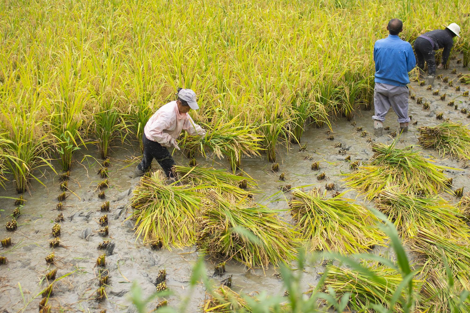 手工割稻现代农业中罕见的风景