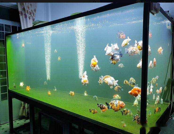 问答| 养金鱼,多深的水位合适?