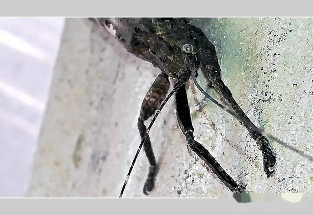 覆翅螽,一只触须长达12cm外观奇特鸣声特殊的昆虫,你见过吗