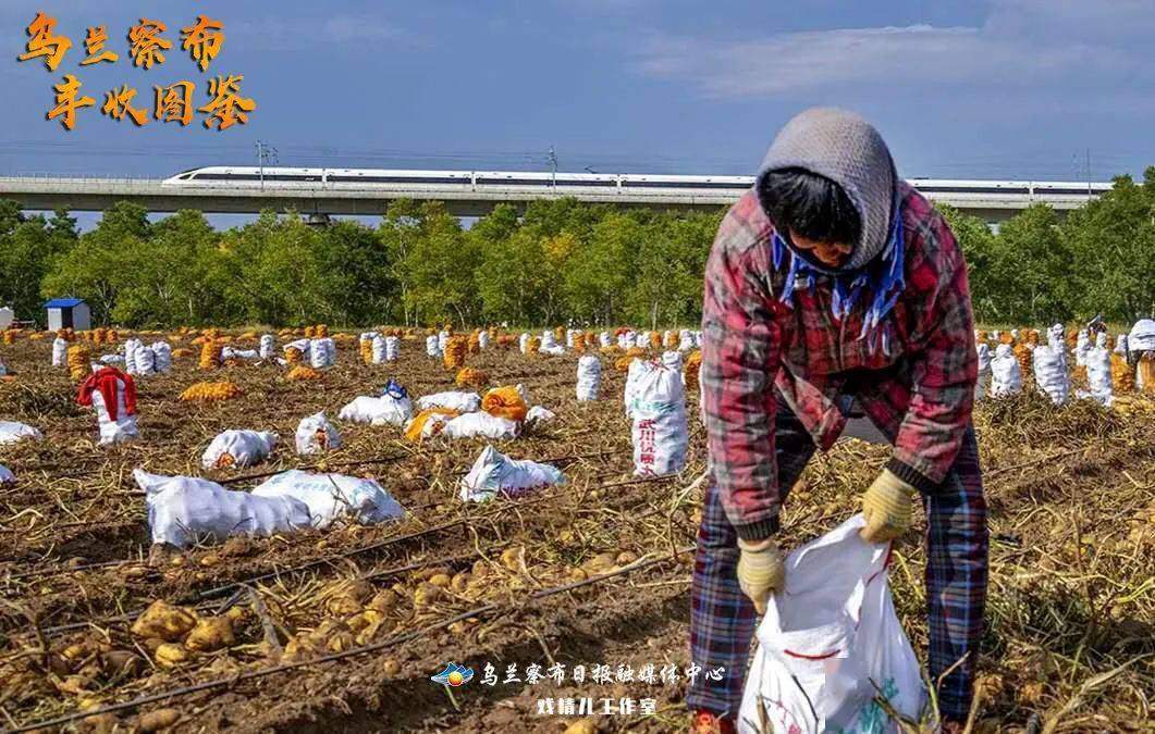 写在乌兰察布大地上的丰收故事_营村