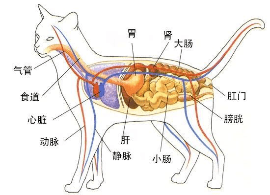 猫的身体内脏结构图图片