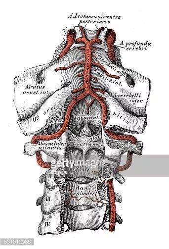 【推荐】椎动脉走形图谱