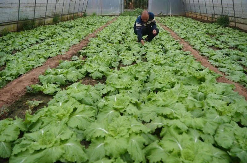 同样一亩地收入翻一番