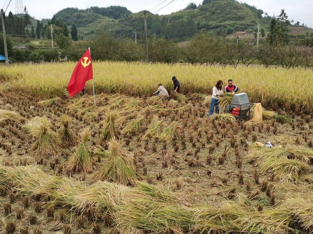 我县广大党员干部继续为群众抢收稻谷确保实现颗粒归仓