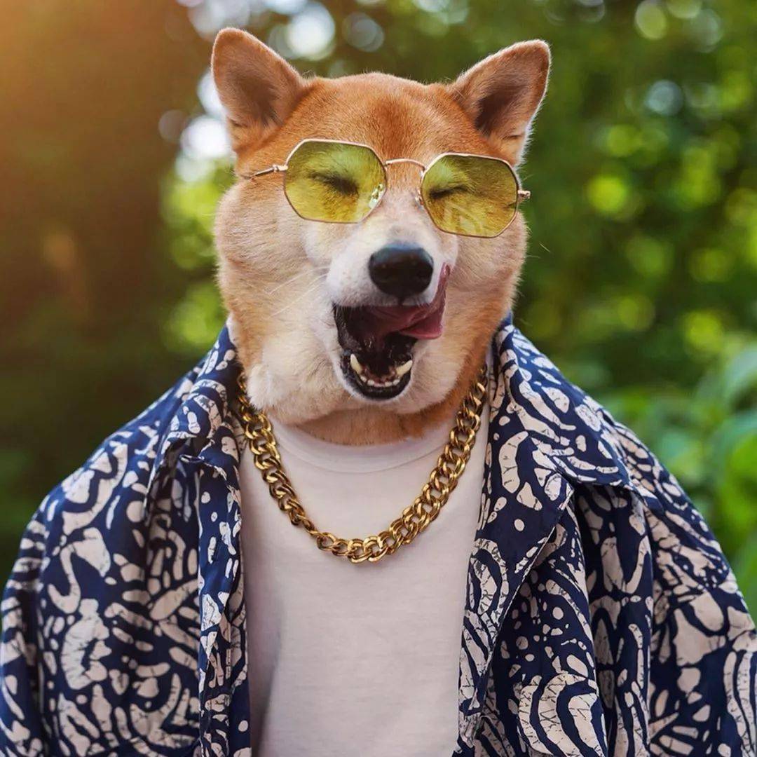 美国4岁柴犬月入10万因长得帅代言adidas真人间钻石王老五