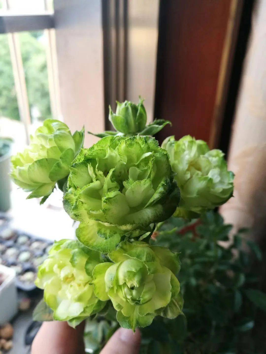 5种绿色的月季花不一样的好看绿得仙气飘飘