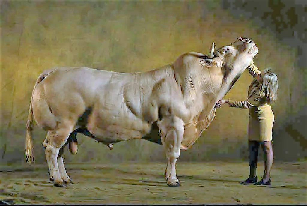 它是动物界最大的肌霸,但也是最虚的那一个_比利时