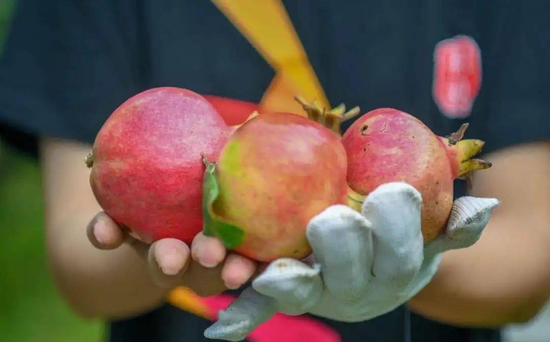 金秋时节采硕果河传溢满石榴香