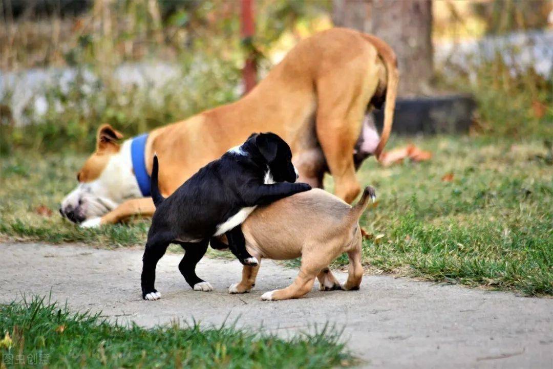 养狗知识:狗狗"互闻屁股"的真相,网友看完后:请原谅我发出鹅笑声