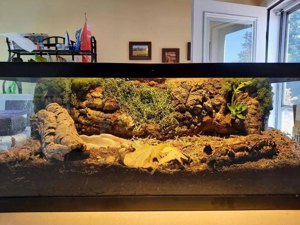 网友亲手打造了超美造景缸但是接下来养点什么好呢