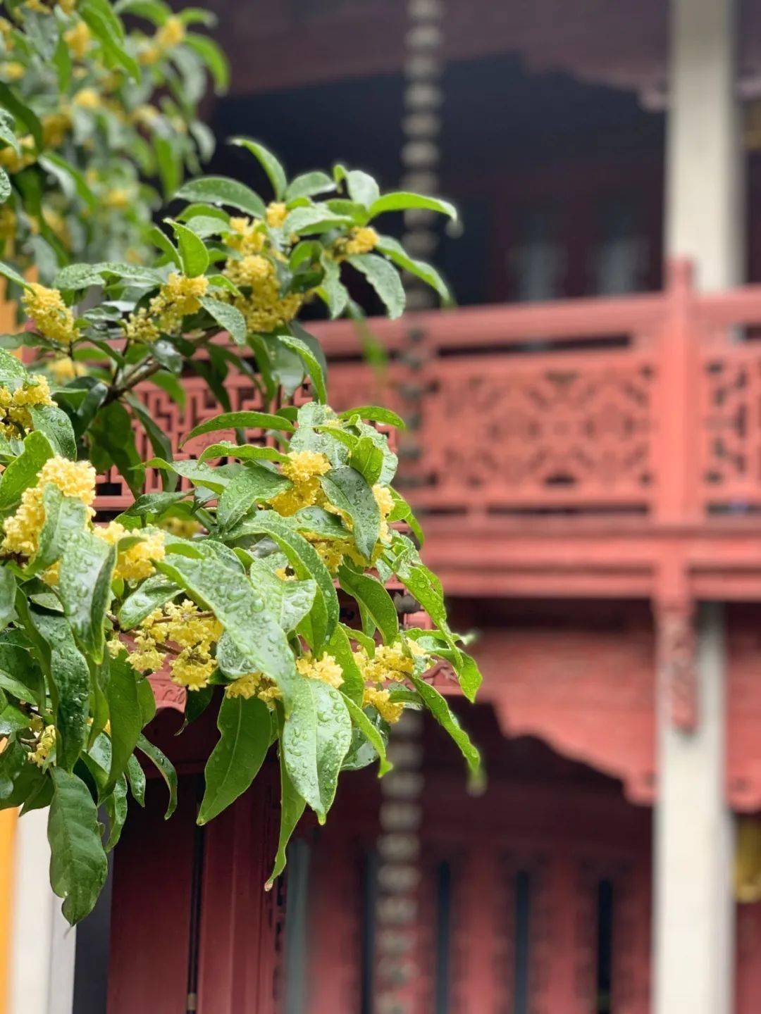 金秋西湖景区的桂花都盛开了吗