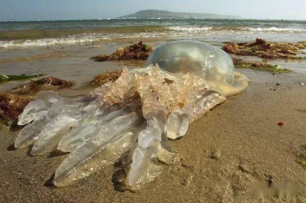 上千巨型軟體動物登陸海灘!