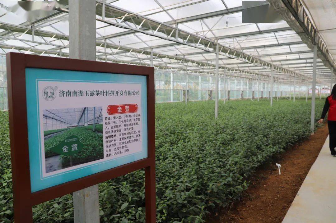 省,市领导参观茶园,视察长清茶发展情况,随后参观长清茶博物馆,长清区