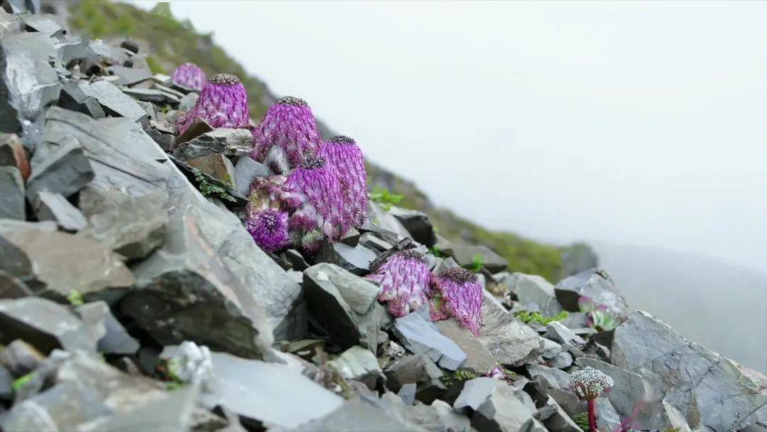 是天山雪莲 啊?