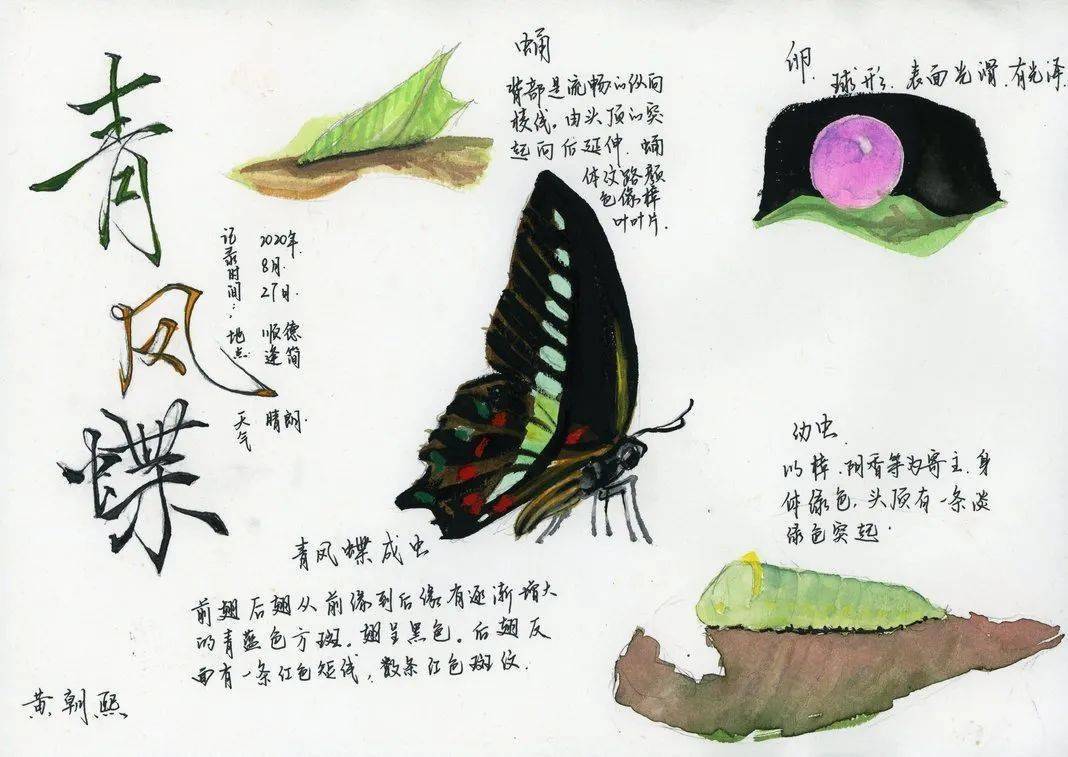 三年级蝴蝶观察记录卡图片
