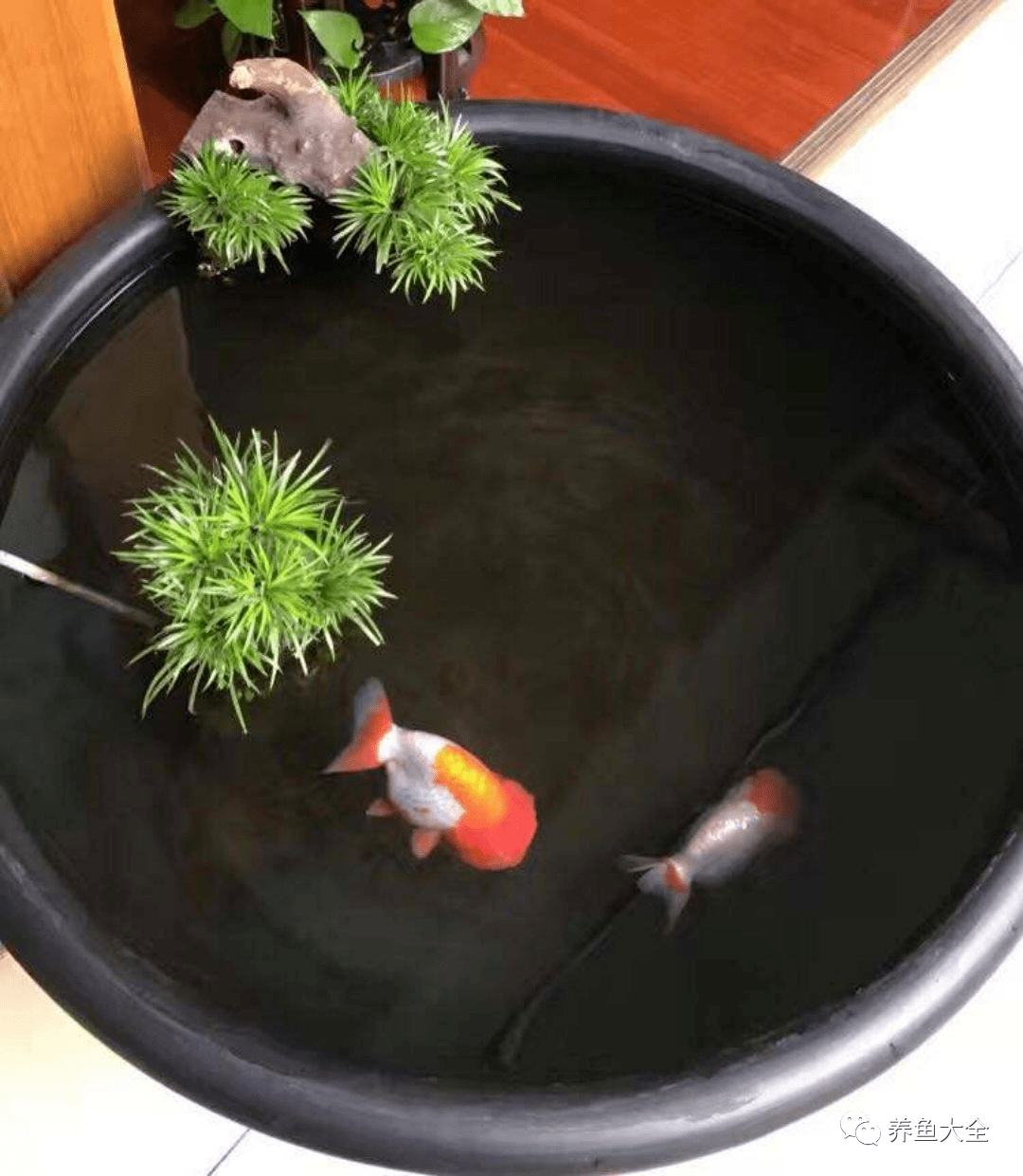 引起水质突变,从而影响金鱼的存活_鱼盆