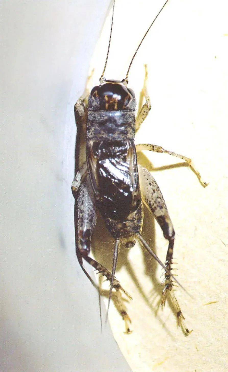 蟋蟀红牙青将军图片