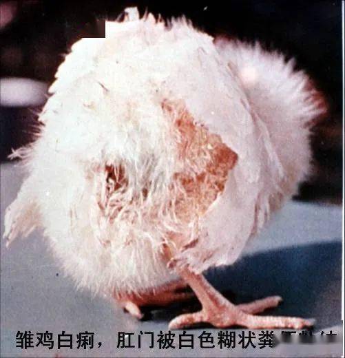 疾病丨鸡沙门氏菌病的防治