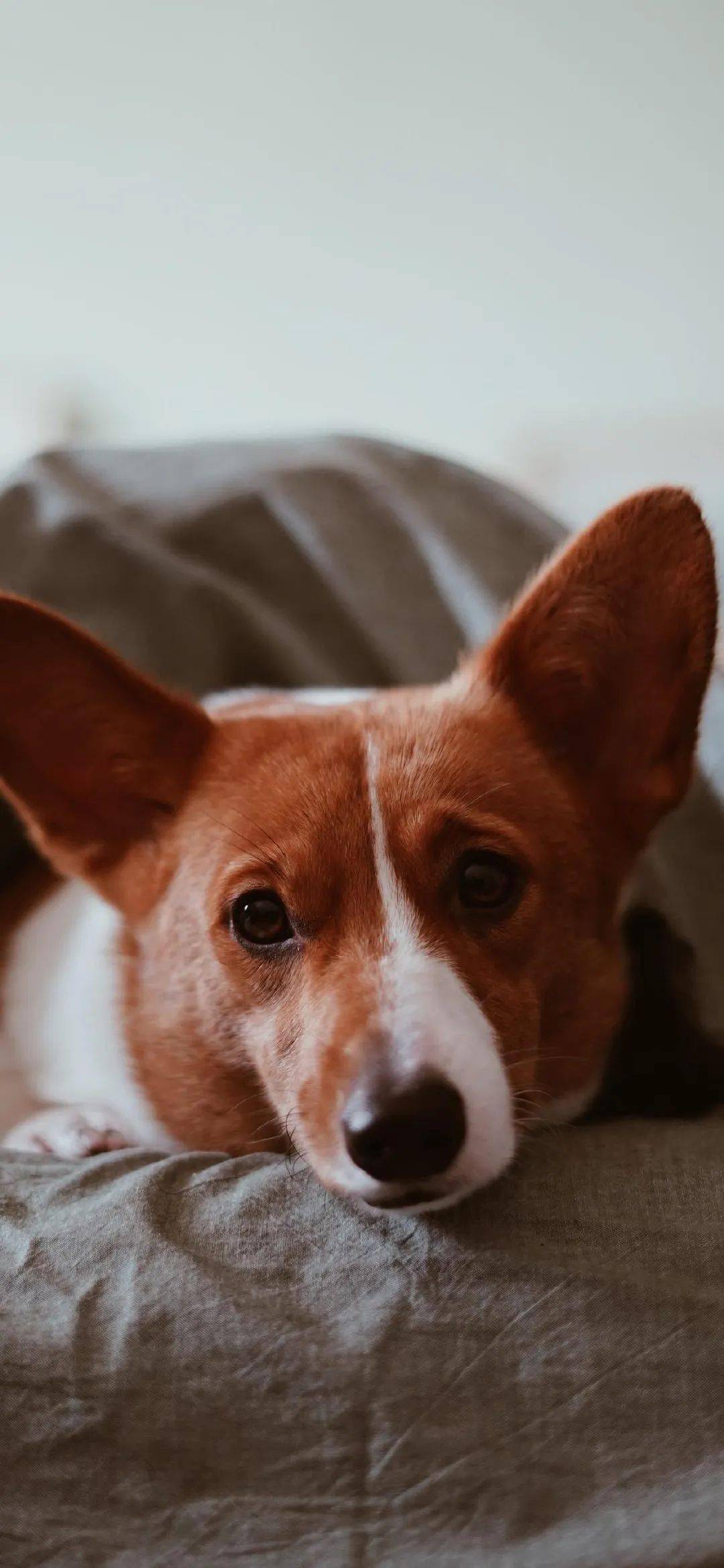 抖音壁纸潮图猛虎下山壁纸原图