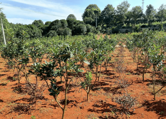 省級重點火炬松良種基地汨羅市白水苗圃