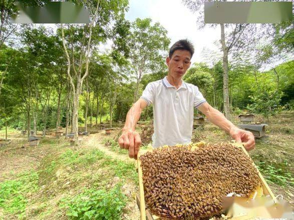 蜂学专业可自己养蜂 自己养蜂怎样才能赚钱