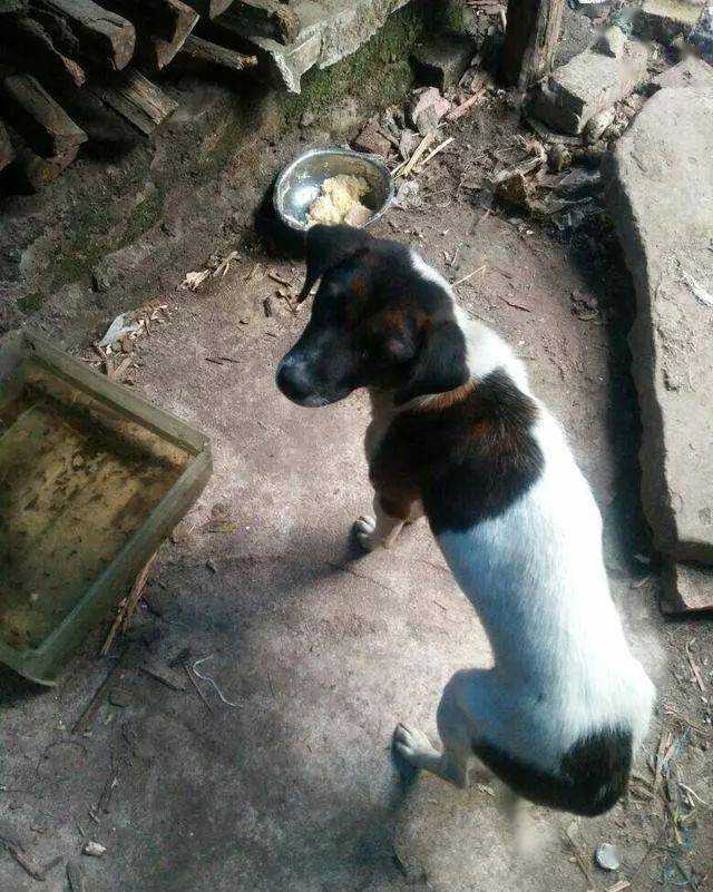 中華短毛小獵犬,知道的人不多,養過人的更少,它可不是土狗喲!_太倉