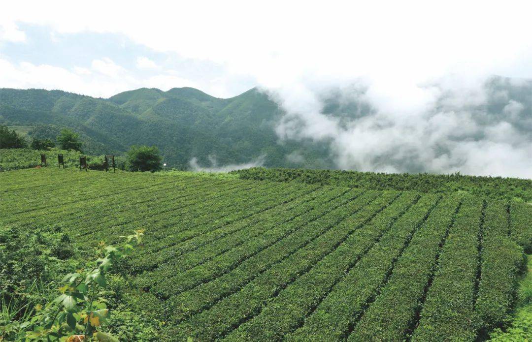 【安化黑茶茶山探秘】辰山界上茶旅庄园